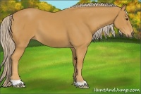 Horse Color:Palomino