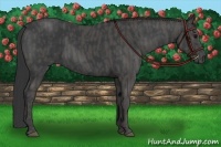 Horse Color:Black  Brindle