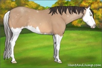 Horse Color:Amber Champagne Splash 