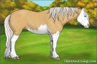 Horse Color:Silver Buckskin Roan Splash 