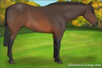 Horse Color:Brown Rabicano 