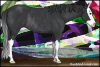 Horse Color:Brown Splash Rabicano 