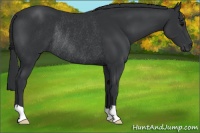 Horse Color:Black Rabicano 