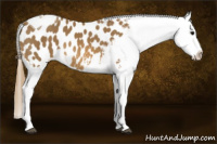 Horse Color:Buckskin Tobiano Blanket 