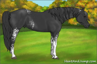 Horse Color:White Spotted Black 