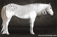 Horse Color:White Spotted Smoky Black Sabino Appaloosa 