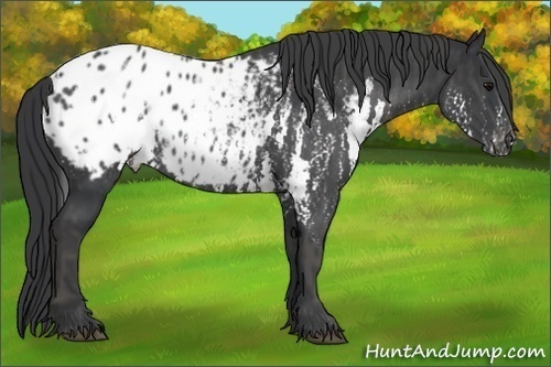 Horse Color: White Spotted Black Blanket Rabicano  Brindle