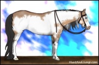 Horse Color:Bay Dun Sabino Frame 
