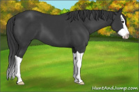 Horse Color:Black Splash