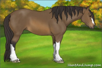 Horse Color:Buckskin 