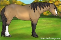 Horse Color:Buckskin 
