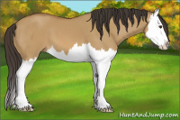 Horse Color:Buckskin Dun Splash 