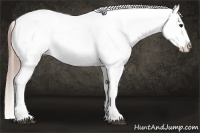 Horse Color:Grullo Blanket 