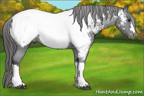 Horse Color: Black Snowcap Rabicano 