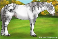 Horse Color:White Spotted Brown Splash Frame Appaloosa 