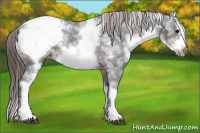 Horse Color:White Spotted Brown Splash Frame Appaloosa