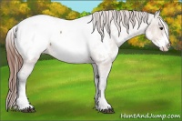 Horse Color:White Spotted Bay Dun Appaloosa 