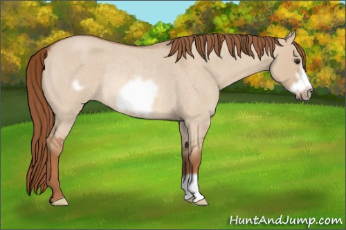 Horse Color: Red Dun Roan Frame Rabicano 
