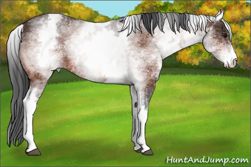 Horse Color: White Spotted Bay 