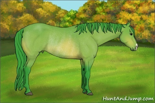 Horse Color: Watercolor Bay Rabicano 