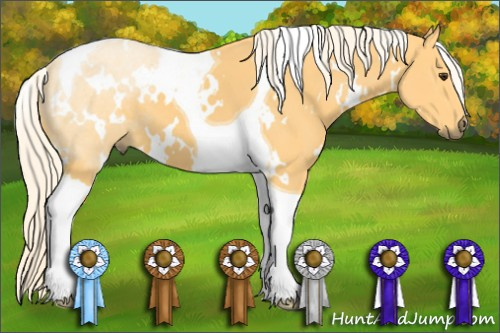 Horse Color: White Spotted Palomino Tobiano 