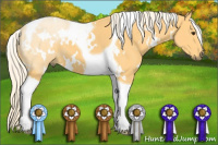 Horse Color:White Spotted Palomino Tobiano 