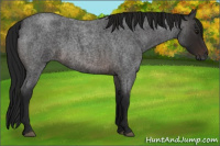 Horse Color:Gray Brown Roan 