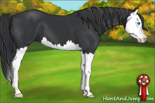 Horse Color: Black Splash 
