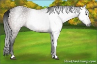 Horse Color:Gray Bay 