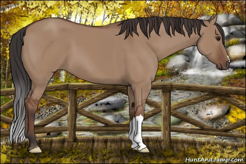 Horse Color: Bay Dun 