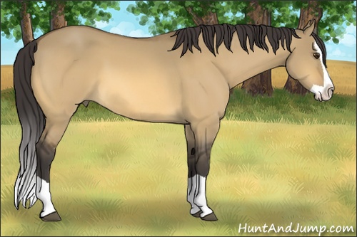Horse Color: Buckskin Dun Splash 