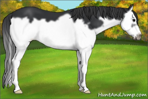 Horse Color: Brown Splash Frame 