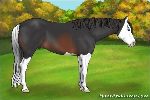 Horse Color: Brown Splash 