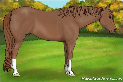 Horse Color: Chestnut 