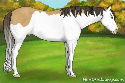 Horse Color: Buckskin Splash 