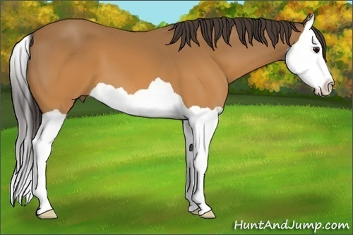 Horse Color: Buckskin Splash 