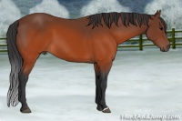 Horse Color:Brown 