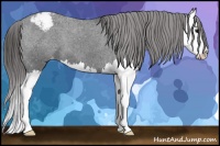 Horse Color:Black Splash Snowcap 
