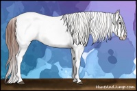 Horse Color:White Spotted Bay Dun Snowcap Rabicano 