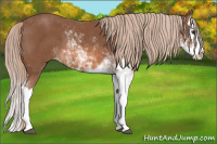 Horse Color:Liver Chestnut Sabino Splash 
