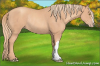 Horse Color:Gold Champagne Rabicano