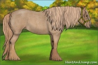 Horse Color:Red Roan 