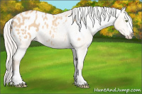 Horse Color:Silver Classic Champagne Dun Splash Appaloosa Rabicano 