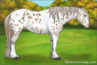 Horse Color:Buckskin Sabino Splash Tobiano Appaloosa 