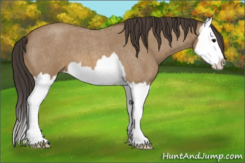 Horse Color: Buckskin Roan Splash 