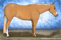Horse Color:Palomino