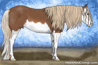 Horse Color:Liver Chestnut Splash 