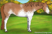 Horse Color:White Spotted Chestnut Rabicano 