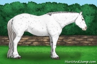Horse Color:Blue Roan Leopard 