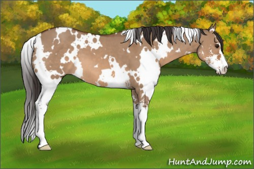 Horse Color: Unknown 